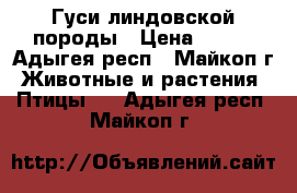 Гуси линдовской породы › Цена ­ 300 - Адыгея респ., Майкоп г. Животные и растения » Птицы   . Адыгея респ.,Майкоп г.